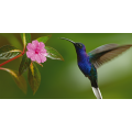 Bild COLIBRI G2074 PINTDECOR