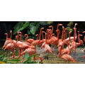 Rahmen FLAMINGOS G1538 PINTDECOR