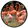 Rahmen FLAMINGO GT6542 PINTDECOR