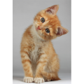 Rahmen RED-HAIRED KITTEN G2092 PINTDECOR