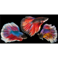 Rahmen RED FISH G5960 PINTDECOR