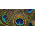 Rahmen PEACOCK FEATHERS G2078 PINTDECOR