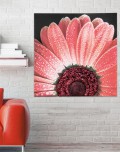 Rahmen RED DAISY P4750 PINTDECOR