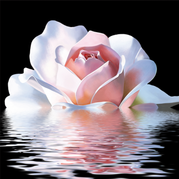 Lackierung PINK REFLEXION G2574 PINTDECOR