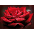 ROTE ROSE Gemälde G5196 PINTDECOR