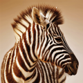 Framework ZEBRA G2024 PINTDECOR